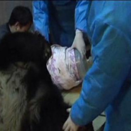 Inseminada a la fuerza