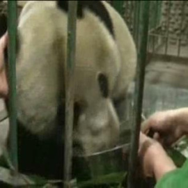 Hallan a un oso panda gigante salvaje herido