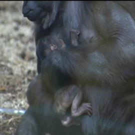 Nace el primer bebé de gorila en Cabárceno