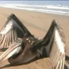 ¿Qué les pasa a los pelícanos peruanos?