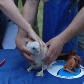 Espectacular despliegue de agentes forestales para anillar a dos crías de halcón