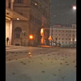 Pájaros muertos en el centro de Roma.