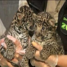 Muestran a las dos crías de jaguar nacidas en un zoológico de San Diego