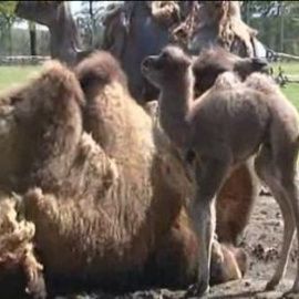 Llaman Isabel a una cría de camello nacida en Inglaterra