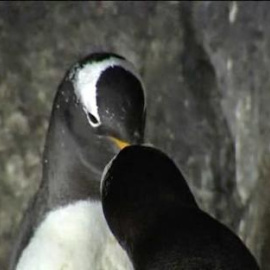 Los pingüinos gay, a punto de ser padres
