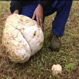 Hallan en mitad del campo una seta de más de seis kilos