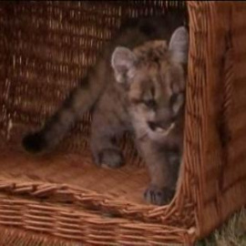 El zoo de Berlín presenta a su cría de puma