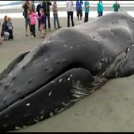 Una ballena varada convertida en espectáculo