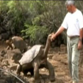 Muere "El solitario George"