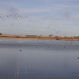 18/05/2022. Varios aves en la laguna de Navaseca, a 3 de febrero de 2022, en Daimiel, Ciudad Real, Castilla-La Mancha.