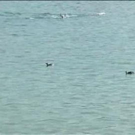 Tres pingüinos aparecen en la playa de Río de Janeiro