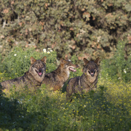 Tres lobos ibéricos grabados para el documental | Ricardo Gamaza