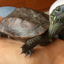 Un ejemplar de tortuga similar al que se encontró en la vagian de la mujer. (BLOG MUNDO TORTUGAS)