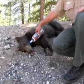 Devuelven al bosque a un oso capturado en una zona residencial de California