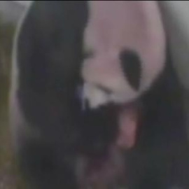 Nuevo nacimiento de pandas