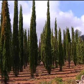 Los cipreses plantados en Andilla, Valencia, sobreviven al fuego que arrasó la zona