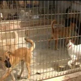 Se dispara el abandono de perros