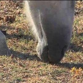 Varios caballos luchan por sobrevivir al abandono de sus dueños en Jerez