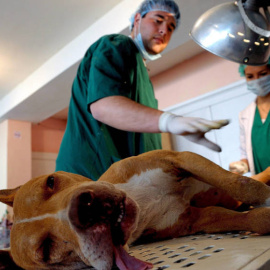 Un veterinario prepara a un perro para intervenirle quirúrgicamente.- EFE