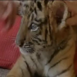 Dos crías de tigre se convierten en todas unas estrellas