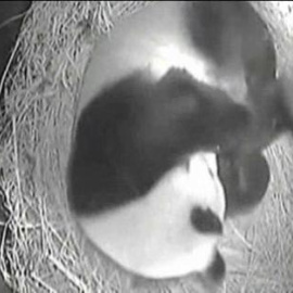 Soprende el nacimiento de una cría de oso panda en San Diego