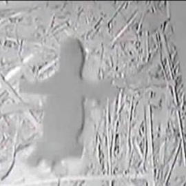 Ofrecen imágenes del oso panda nacido en San Diego