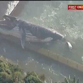 Una ballena de 30 toneladas sorprende en una playa australiana