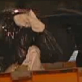 Candados en los cubos de basura para evitar sacar comida