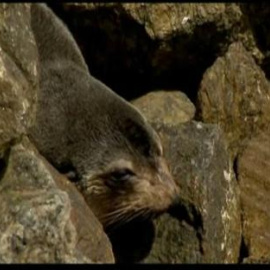Un león marino en Copacabana