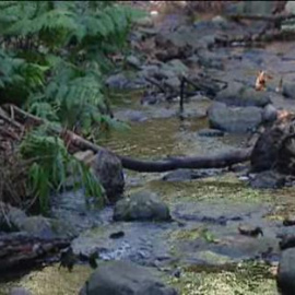 Desastre ecológico en el Parque Nacional de Garajonay