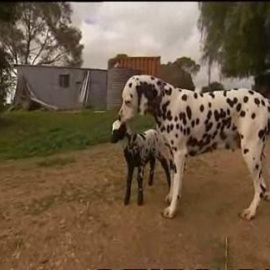 Madre no hay más que una