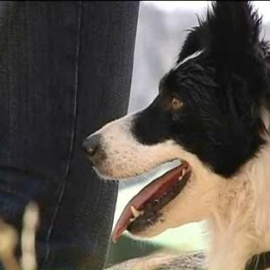 Se busca al mejor perro pastor