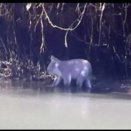 Un koala se sube a la barca de unos piraguistas en la Costa Dorada de Australia