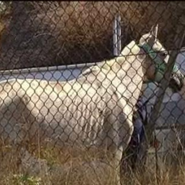 Liberados una veintena de caballos desnutridos y abandonados en una finca de Barcelona