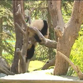 'Po' y 'De De' cumplen dos años 