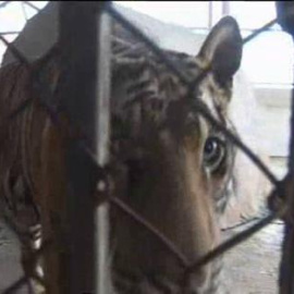 El peligro de vivir con tigres en el tejado