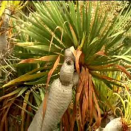 El drago canario contiene una savia con propiedades curativas