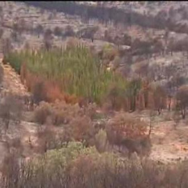 Científicos europeos analizan los cipreses que sobrevivieron al incendio de Andilla