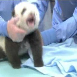 La cría de oso panda del zoo de San Diego se encuentra en perfecto estado