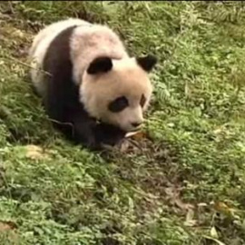 A la captura del oso panda disfrazados