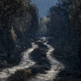 Vista general de la superficie calcinada en el incendio forestal de la reserva de la Sierra de la Culebra, a 21 de junio de 2022, en Villardeciervos, Zamora.