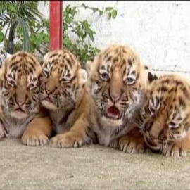 Presentan a los cuatro cachorros de tigres de Bengala de un zoo mexicano