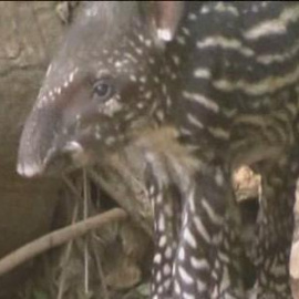 Nace un tapir en un zoológico de Israel