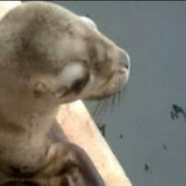 Devuelven al mar a tres lobos marinos localizados en las playas de Lima