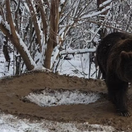 Esta osa vive “atrapada” en una jaula imaginaria tras 20 años encerrado en un zoológico.
