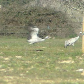 La Junta de Castilla La-Mancha planea vender montes públicos como cotos de caza o espacios recreativos privados. 