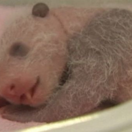 La reserva de osos panda de China apuesta por la calidad