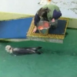 Una nutria se cura de su artrosis metiendo canastas
