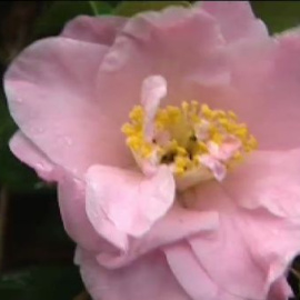 En el mundo hay hasta 3000 variedades de camelias