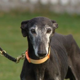 La Guardia Civil desarticula una red que robaba galgos de competición y amañaba carreras